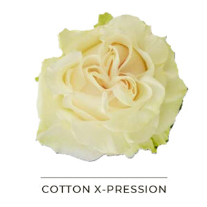 COTTON X-PRESSION