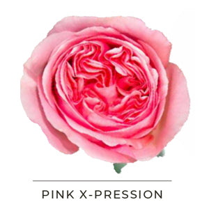 PINK X-PRESSION