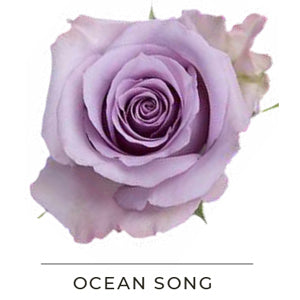 OCEAN SONG