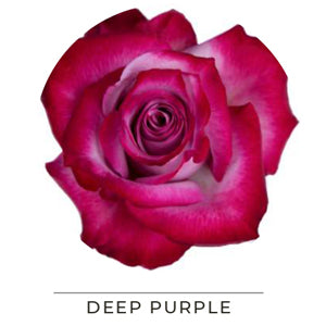 DEEP PURPLE