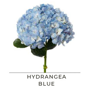 HYDRANGEA BLUE