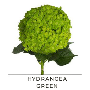 HYDRANGEA GREEN