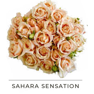 SAHARA SENSATION