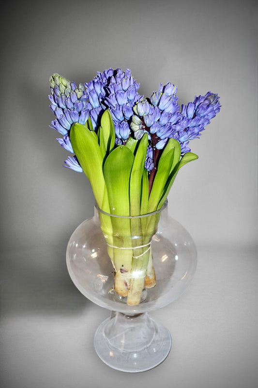 Hyacinth Blue