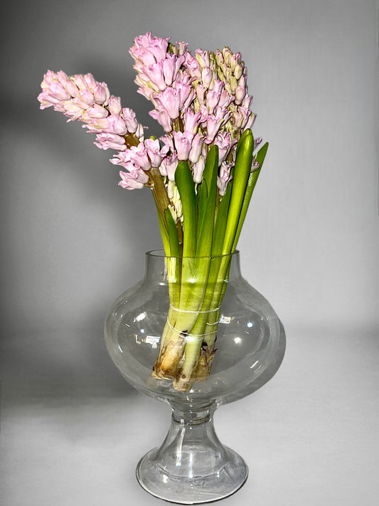 Hyacinth Blush Pink