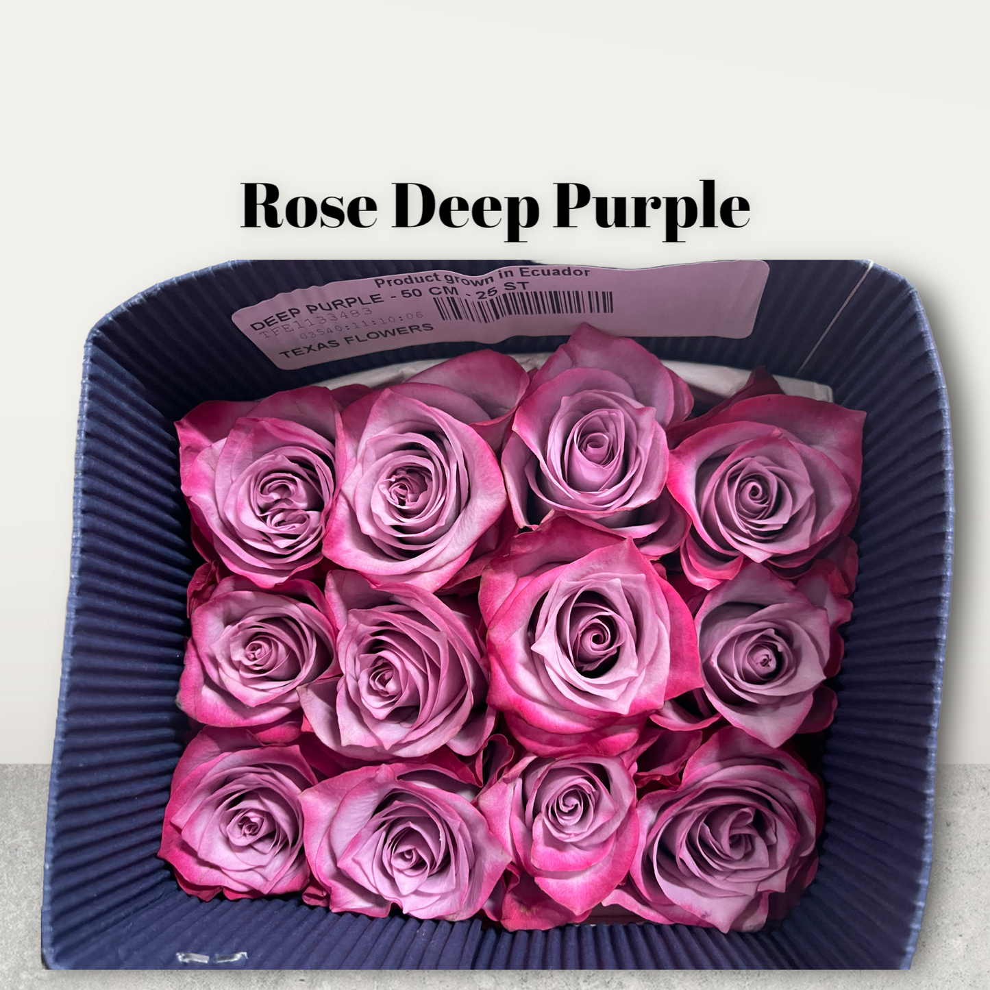 Rose Deep Purple