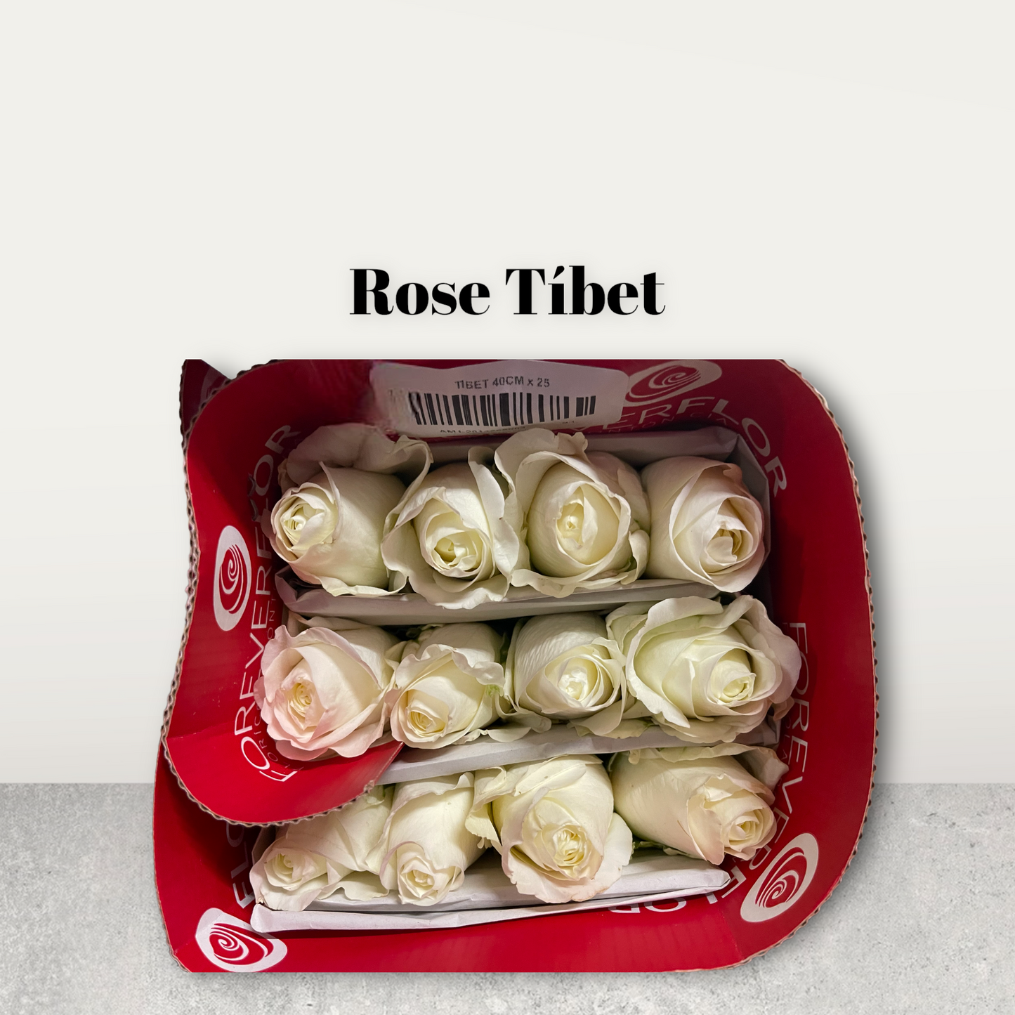 Rose Tibet