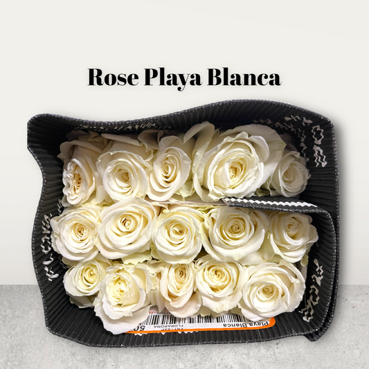 Rose Playa Blanea