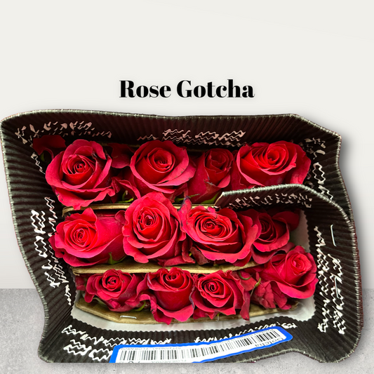 Rose Gotcha 60 cm